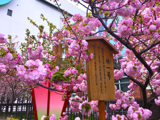 【造幣局 桜の通り抜けと大阪・天満さんぽ】春の“ときめき”に出会う、ジュエリーショップ「ロンド」